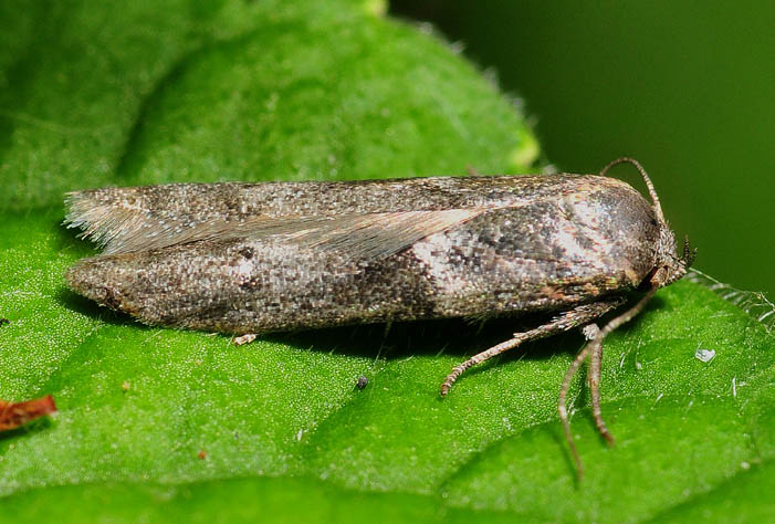Blastobasis cfr.  huemeri (Blastobasidae)
